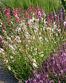 Prachtkerze (Gaura lindheimeri)'Whirling Butterflies'