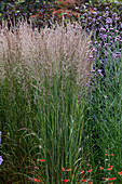 Garten-Reitgras (Calamagrostis x acutiflora)