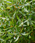 Chilenischer Kerzenbaum (Maytenus boaria)