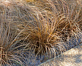 Neuseeländische Segge (Carex comans) 'Bronze Form'