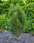 Schwarzkiefer (Pinus nigra) 'Grüner Turm'