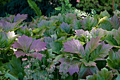 Rodgersia podophylla