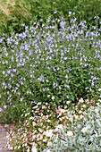 Salbei (Salvia) 'Delice Aquamarin'