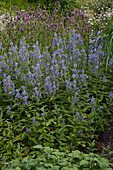 Herbst-Helmkraut (Scutellaria incana)