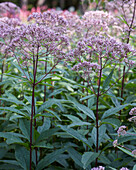 Wasserdost (Eupatorium)