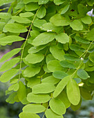 Gold-Robinie (Robinia pseudoacacia) 'Frisia'