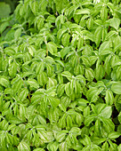 Pilea (Pilea angulata subsp. Petiolaris)