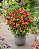 Rudbeckia Enchanted Velvet Flame