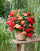 Hänge-Begonie (Begonia pendula), 'Cascade' Mischung rot, rosa und lachsfarben