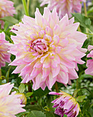 Dahlie (Dahlia) 'Kidds Climax'