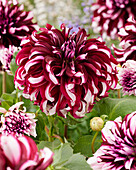 Dahlie (Dahlia) 'Tartan'