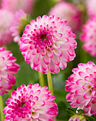 Dahlia Pink Isa