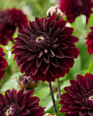 Dahlia Black Destiny