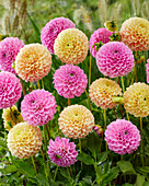 Dahlia Sweet Fabiene, Sweet Suzanne