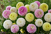 Dahlie (Dahlia) 'M.L.', Mischung