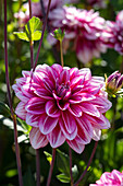 Dahlia Hemisphere