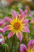 Dahlie (Dahlia) 'Trelyn Serena'