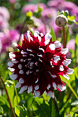 Dahlie (Dahlia) 'Mystery Day'