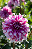 Dahlie (Dahlia) 'Radegast'