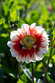 Dahlia Red and White Emperor