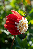 Dahlia Bon Odori