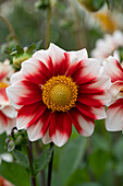 Dahlia Red and White Emperor