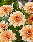 Dahlie (Dahlia) 'Orange Perception'