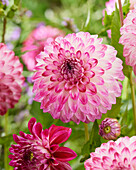 Dahlia Caproz Pizzazz