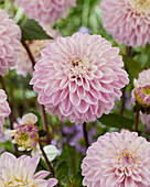 Dahlie (Dahlia) 'Espacio'