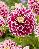 Dahlia Jowey 18-02