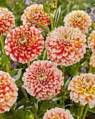 Dahlie (Dahlia) 'Jowey 19-02'