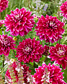 Dahlie (Dahlia) 'Maldini'