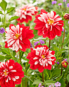 Dahlia Olgas Light, Dahlia Olga's Light