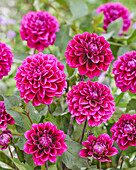 Dahlia Garden Mistery