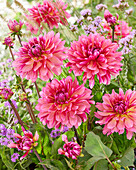 Dahlie (Dahlia) 'Missis Dutch'