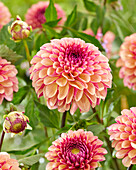 Dahlia Palmares