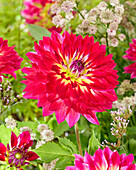 Dahlia 23119