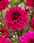 Dahlie (Dahlia) 'Marcel Dassault'