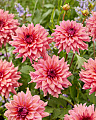 Dahlie (Dahlia) '23105'