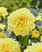 Dahlia Sisa