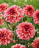 Dahlia 2345