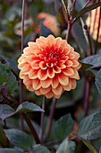 Dahlie (Dahlia) 'David Howard'