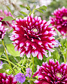 Dahlie (Dahlia) 'Verdi'