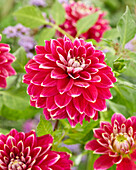 Dahlie (Dahlia) 'Mister Optimist'