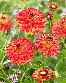 Dahlia Icoon