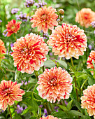 Dahlie (Dahlia) 'Striped Nagano'