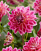 Dahlie (Dahlia) 'Temple of Beauty'