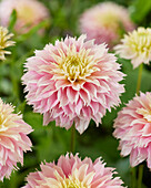 Dahlia Pink Impact