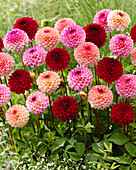 Dahlia Jill mix