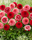 Dahlia Fubuki mix